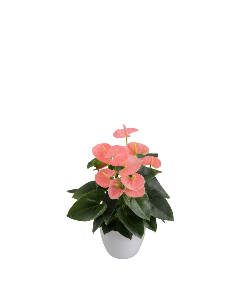 ficus moclame bonsai Ficus Microcarpa Moclame (Bonsai J- Shape) main image 0