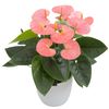 enanthurium-pot-spirit-pink-204923-3