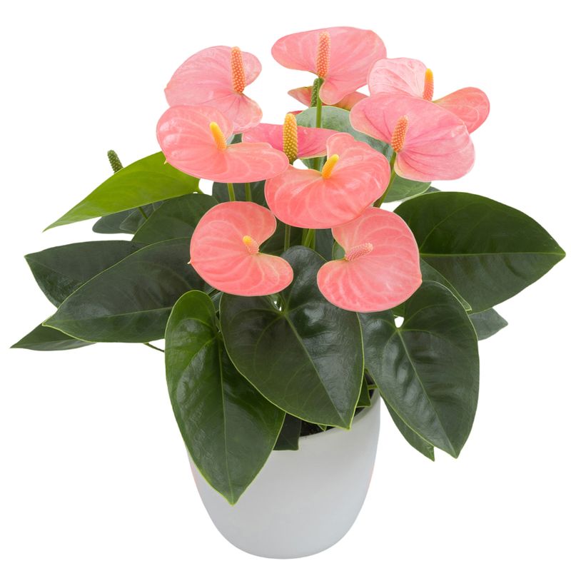 Spirit - Anthurium pot plants | Anthura