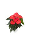 anthurium-potplanten-florida-oranje-206192-0