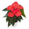 anthurium-potplanten-florida-oranje-206192-1
