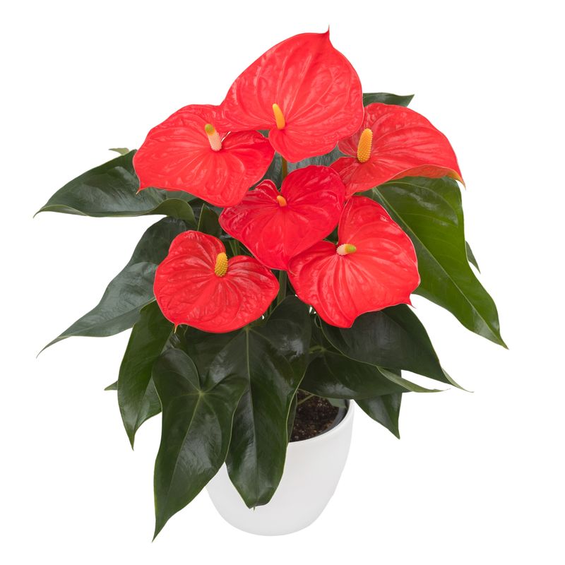 Florida - Anthurium pot plants | Anthura