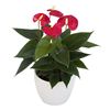 enanthurium-pot-tiora-red-206296-2