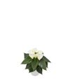 enanthurium-pot-cocos-white-206517-1