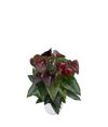 anthurium-potplanten-essencia-bruin-205564-0