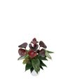 anthurium-potplanten-essencia-bruin-205564-1