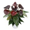 anthurium-potplanten-essencia-bruin-205564-2