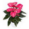 anthurium-potplanten-melito-roze-205850-1