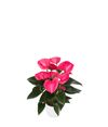 enanthurium-pot-melito-pink-205850-0