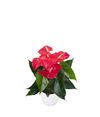 anthurium-potplanten-querida-rood-206785-1