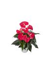 anthurium-potplanten-querida-rood-206785-2