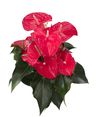 enanthurium-pot-querida-red-206785-0