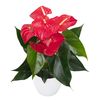 enanthurium-pot-querida-red-206785-3