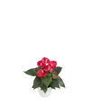 anthurium-potplanten-aroha-rood-206828-0