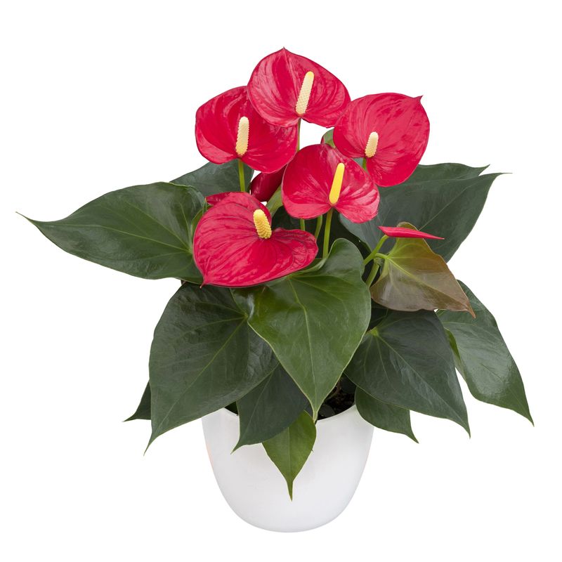 Anthurium pot plants | Anthura