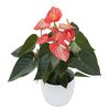 anthurium-potplanten-livium-orange-oranje-207532-2