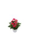 anthurium-potplanten-micra-rood-206531-0