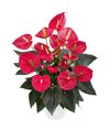anthurium-potplanten-tremendo-rood-206615-0