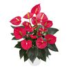 enanthurium-pot-tremendo-red-206615-1