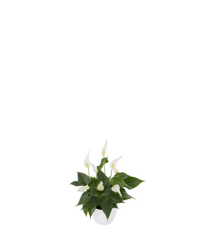 Banderola Cava - Anthurium pot plants | Anthura
