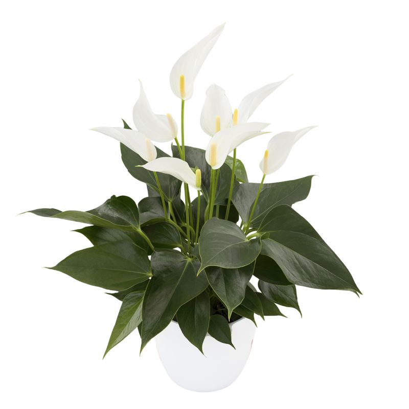 Banderola Cava - Anthurium pot plants | Anthura