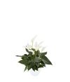 esanturio-para-maceta-banderola-cava-blanco-207654-1
