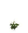 esanturio-para-maceta-banderola-cava-blanco-207654-2