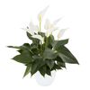esanturio-para-maceta-banderola-cava-blanco-207654-3