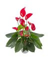 anthurium-potplanten-melodia-red-rood-205389-0