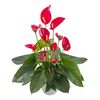 anthurium-potplanten-melodia-red-rood-205389-1