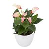 anthurium-potplanten-matata-roze-206168-3