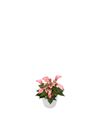 enanthurium-pot-matata-pink-206168-0