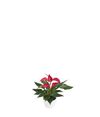 anthurium-potplanten-banderola-roja-rood-206109-3