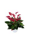 esanturio-para-maceta-banderola-roja-rojo-206109-0