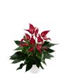 esanturio-para-maceta-banderola-roja-rojo-206109-1