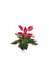 esanturio-para-maceta-banderola-roja-rojo-206109-2