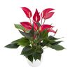 esanturio-para-maceta-banderola-roja-rojo-206109-4