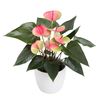 anthurium-potplanten-sunset-roze-207167-1