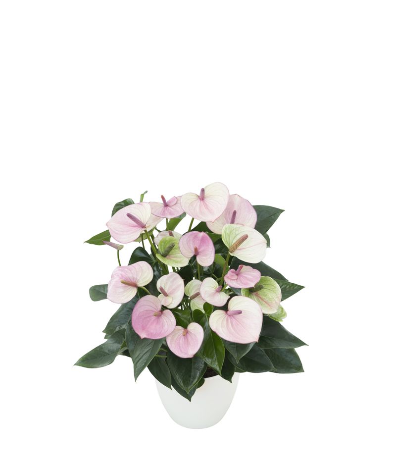 caudex plant Buy Dioscorea elephantipes main image 0