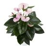 enanthurium-pot-laguna-purple-206769-2