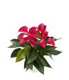 anthurium-potplanten-picanta-red-rood-207600-0