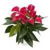 anthurium-potplanten-picanta-red-rood-207600-1