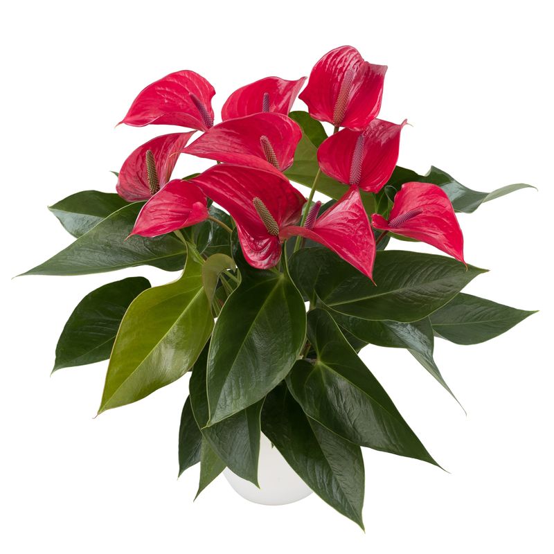 buy philodendron melanochrysum Philodendron Melanochrysum Variegata Cup  Kent East Hill Nursery