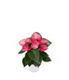 anthurium-potplanten-livium-ruby-rood-220123-1