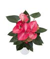 enanthurium-pot-livium-ruby-red-220123-0