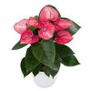 enanthurium-pot-livium-ruby-red-220123-2