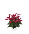 enanthurium-pot-banderola-lava-red-207714-0
