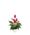 enanthurium-pot-banderola-lava-red-207714-1