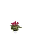 enanthurium-pot-banderola-lava-red-207714-2