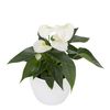 enanthurium-pot-everest-white-207589-3